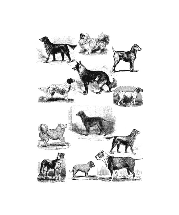 Vintage Dogs HD
