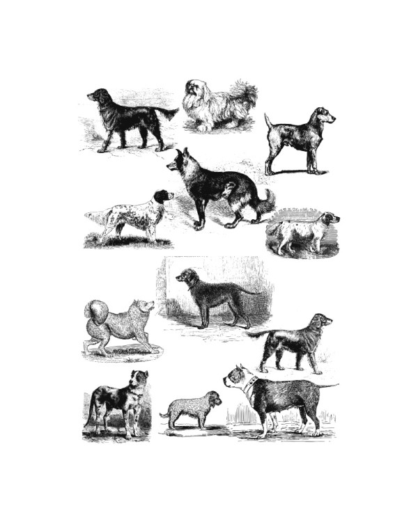 Vintage Dogs HD