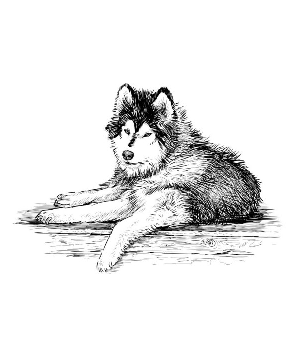 Malamute Laying HD